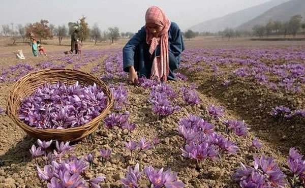 伊朗藏红花的价格多少钱一克