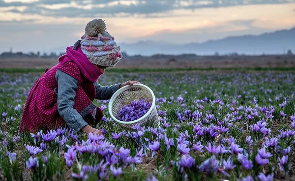 伊朗农民采摘藏红花采摘剥丝流程