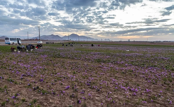 伊朗农民采摘藏红花