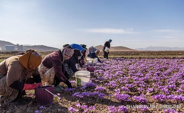 伊朗藏红花市场价格