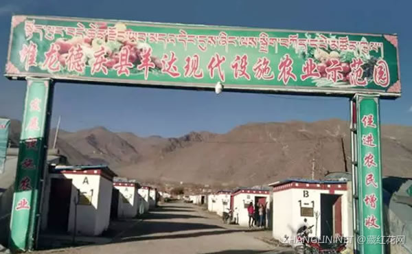 拉萨市藏红花培育基地