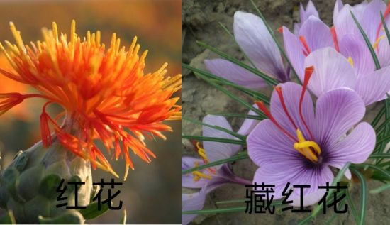红花和藏红花的功效区别有哪些？